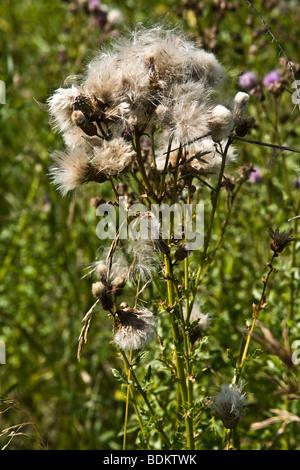 Wildblumen, Disteln und Unkraut im Prairie Field, Manitoba, Kanada Stockfoto