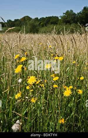 Wildblumen, Disteln und Unkraut im Prairie Field, Manitoba, Kanada Stockfoto