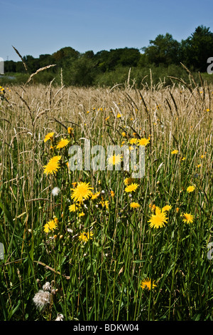 Wildblumen, Disteln und Unkraut im Prairie Field, Manitoba, Kanada Stockfoto