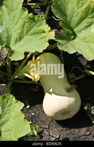 Gemüsegarten auf kanadischen Prärien Stockfoto