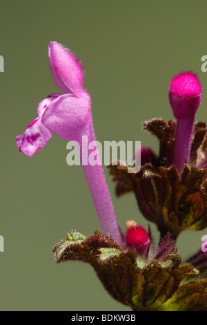 Lila Henbit. Alicante. Spanien Stockfoto