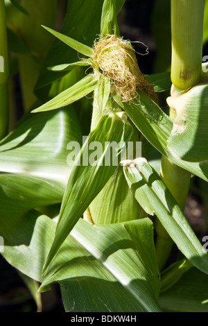 Gemüsegarten auf kanadischen Prärien Stockfoto