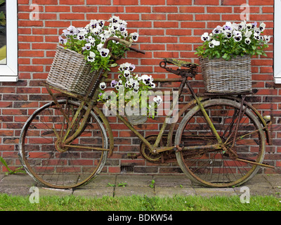 Altes Fahrrad dekoriert mit Körben von Stiefmütterchen, im Dorf Kleine Huisjes, Groningen, Niederlande. Stockfoto