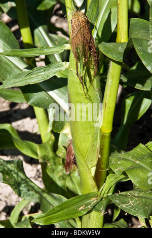 Gemüsegarten auf kanadischen Prärien Stockfoto