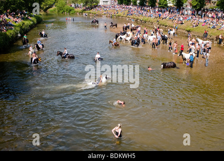 Appleby Pferd in Cumbria Stockfoto