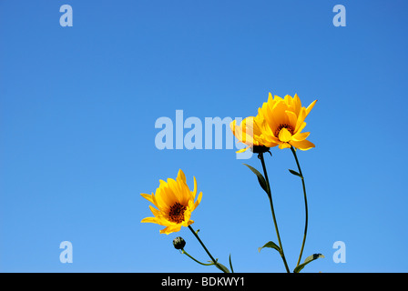 Gelben Blüten gegen blauen Himmel Stockfoto