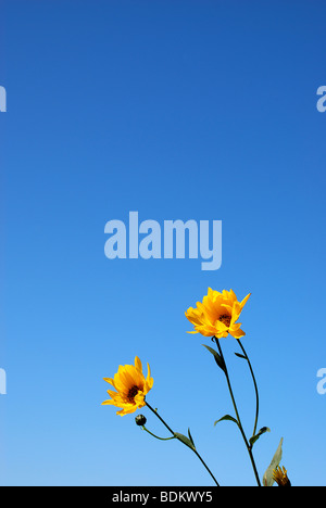 Gelben Blüten gegen blauen Himmel Stockfoto