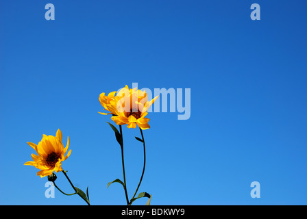 Gelben Blüten gegen blauen Himmel Stockfoto