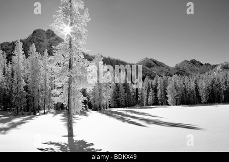 Sonne durch Schnee bedeckten Baum an Anthony Seen im winter Stockfoto