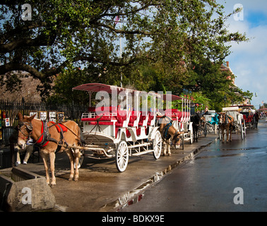 Siteseeing Pferdekutsche Kutschen am Jackson Square in New Orleans, Louisiana Stockfoto