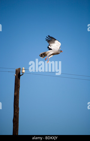 Südlichen blass singen Goshawk Stockfoto