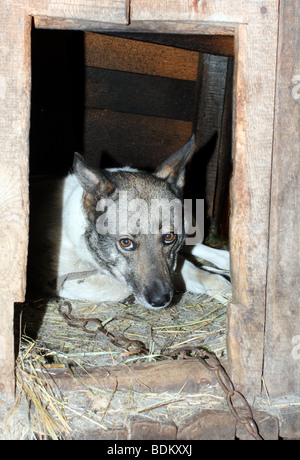 alten betrüben Hund auf Kette im Zwinger Stockfoto