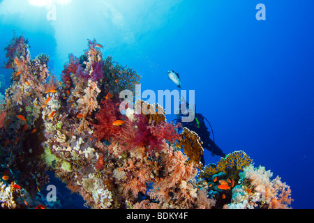 Junge weibliche Taucher Fotograf jagt Kugelfische schwimmen über ein Korallenriff mit Sonne und Wasser Oberfläche im Hintergrund. Stockfoto