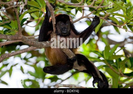 Schlafen Brüllaffen - Nosara, Costa Rica. Stockfoto