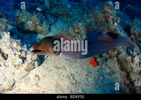 Riesen Muräne mit seinen Mund öffnen, freischwimmend im Körper von Wasser über ein Korallenriff. Stockfoto