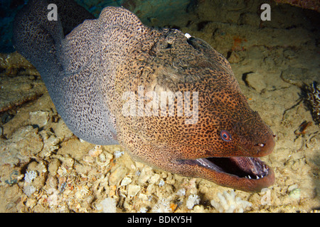 Nahaufnahme von einem Riesen Muräne mit seinem Mund öffnen aus Schiffswrack, freischwimmend im Körper des Wassers. Stockfoto