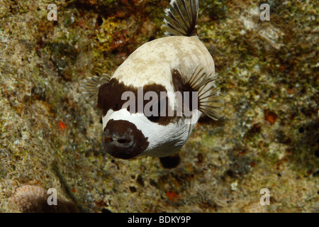 Close-up Portrait von einem maskierten Kugelfische mit Korallenriff im Hintergrund Stockfoto