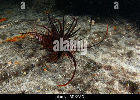 Eine gemeinsame Rotfeuerfische Jagd bei Nacht auf dem Oberdeck der das Wrack der SS Thistlegorm. Stockfoto