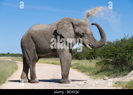 Afrikanischer Elefant Loxodonta Africana spritzt sich mit Staub Etosha Nationalpark Namibia Stockfoto