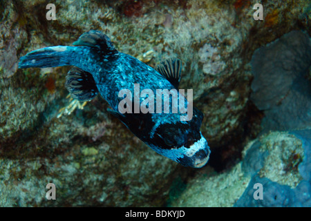 Blau maskierte Kugelfische schwimmen entlang einer Korallenformationen. Stockfoto