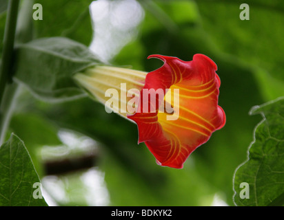 Engelstrompeten Brugmansia sanguineaund, Solanaceae, westlichen tropischen Südamerika Stockfoto