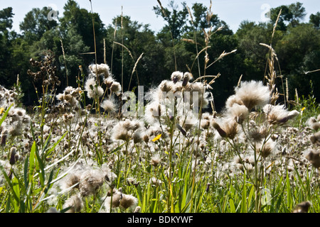 Wildblumen, Disteln und Unkraut im Prairie Field, Manitoba, Kanada Stockfoto