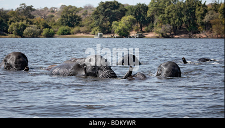 Fünf afrikanischen Elefanten schwimmen über den Chobe River, von Chobe National Park, um Kasikili/Sedudu Insel im Norden von Botswana Stockfoto