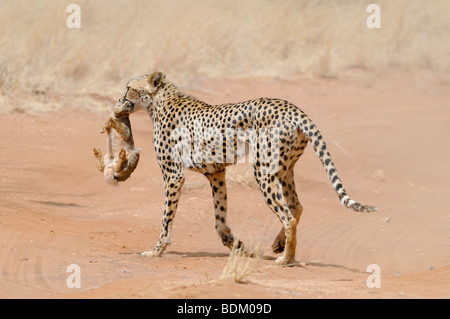 Afrika, Kenia, Samburu National Reserve, Cheetah (Acinonyx Jubatus) trägt ein Gejagter Hase im Maul zurück zu seiner jungen Stockfoto