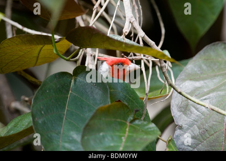 Brasilianische / rot Crested Kardinal Paroaria Coronata Stockfoto