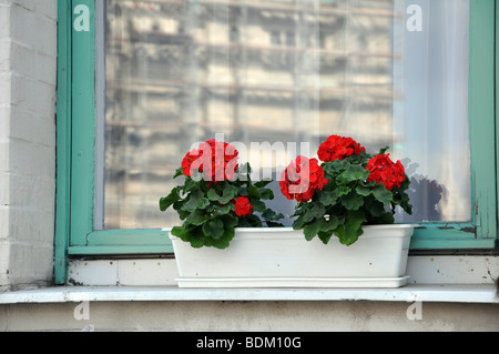 Osteuropa, Ungarn, Budapest, rote Geranien Blumen auf der Fensterbank Stockfoto