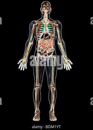 menschliche anatomische Abbildung eines erwachsenen Mannes, zeigt das Skelett, Lunge, Leber, Galle, Magen, Bauchspeicheldrüse und Anhang Stockfoto