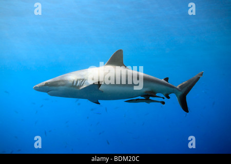 Graue Riffhaie oder Whaler Hai, Carcharhinus Amblyrhynchos Schwimmen im flachen Wasser mit Sonnenstrahlen und einige kleine Fische im Hintergrund. Stockfoto