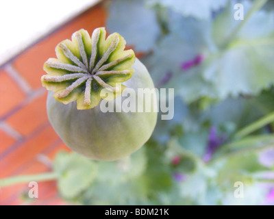 Makroaufnahme von Mohn Seedhead Kulisse des roten Backsteinmauer und Mohn Blätter. Stockfoto