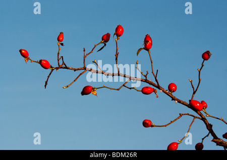 Zweig der wilden Brier mit Hagebutten - Herbstfrüchte - Heilpflanze Stockfoto