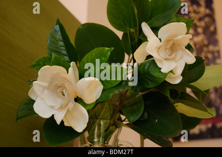 Kamelien auf der Isola Madre Insel im Lago Maggiore in Norditalien Stockfoto