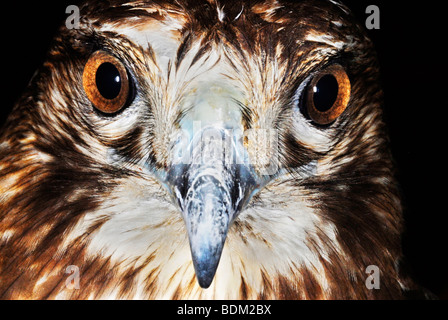 Rot - angebundener Falke (Buteo Jamaicensis), Detailansicht des Kopfes Stockfoto