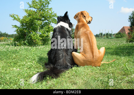 Border Collie und Rhodesian Ridgeback Hund - sitzen auf der Wiese Stockfoto