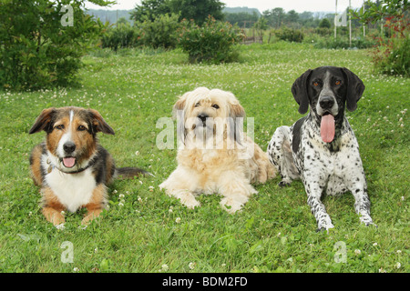 Mischlingshund, ein Tibet Terrier und ein deutscher Kurzhaar-Zeiger auf einer Wiese liegend Stockfoto