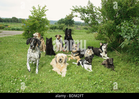 verschiedene Hunde auf der Wiese liegend Stockfoto