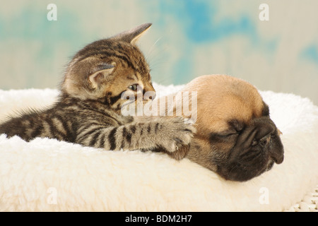 Französische Bulldogge - Welpen mit inländischen Kätzchen Stockfoto