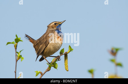 Blaukehlchen auf Zweig - singen / Luscinia Svecica Stockfoto