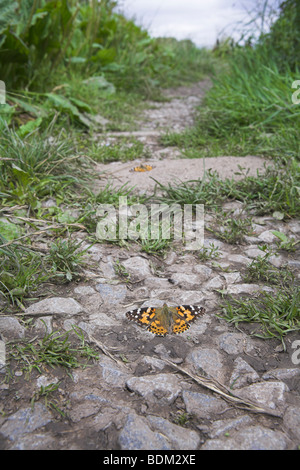 Der Distelfalter Vanessa Cardui sonnen sich am Wanderweg an Woodspring Priory, Somerset im August. Stockfoto