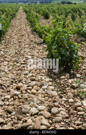 Reben im Weinberg in Chateauneuf-Du-Pape, Frankreich Stockfoto