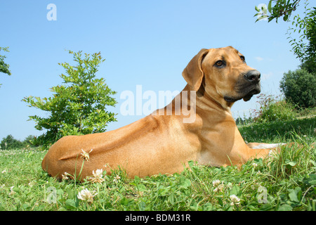 Rhodesian Ridgeback Hund - auf der Wiese liegend Stockfoto