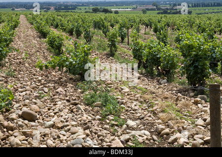 Reben im Weinberg in Chateauneuf-Du-Pape, Frankreich Stockfoto