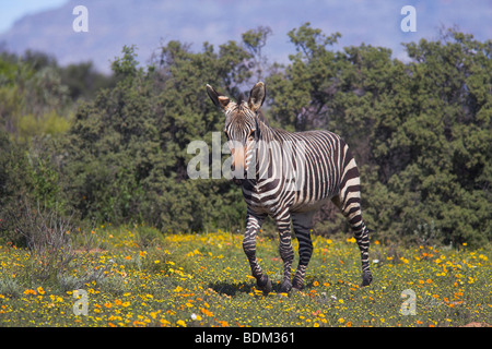 Kap-Bergzebras, Equus Zebra Zebra in Frühlingsblumen in Bushman Kloof Reservat, Cedarberg, Western Cape, Südafrika Stockfoto