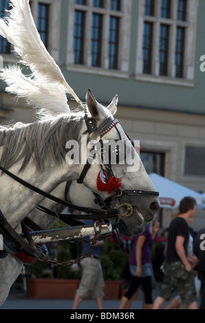 Kopfschuss des Pferdes ziehen Schlitten in Krakau Polen Stockfoto