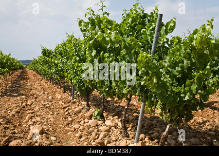 30 Jahre alten Weinreben auf einem Weingut in Chateauneuf Du-Pape, Frankreich, zeigt die stoney Boden, dass diese Trauben wachsen Stockfoto