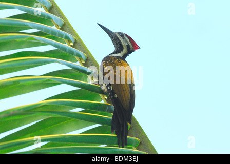 Schwarz-Psephotus Flameback (Dinopium Benghalense) auf einer Palme am Rande des Vembanad See, Kerala, Südindien. April 2007. Stockfoto