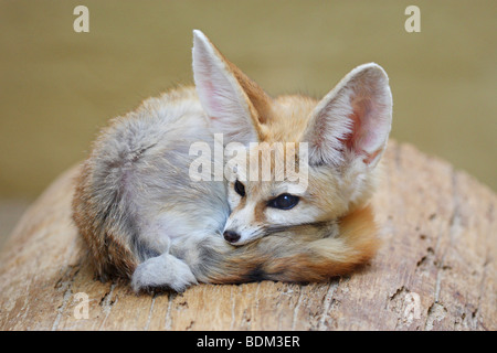 Fennec Fox (Vulpes zerda, Fennecus zerda), liegend, zusammengeruckt Stockfoto